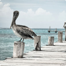 自动攻击网站工具下载